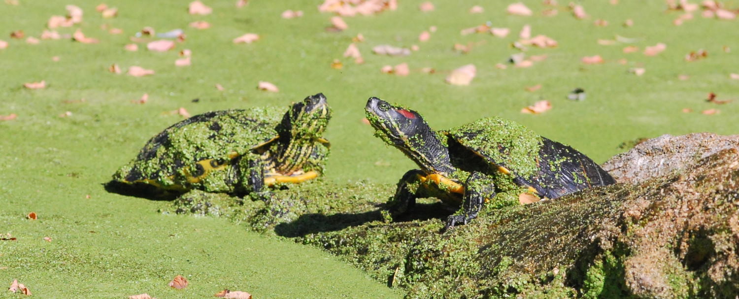 2018 D60 2 148 1 tortue de Floride