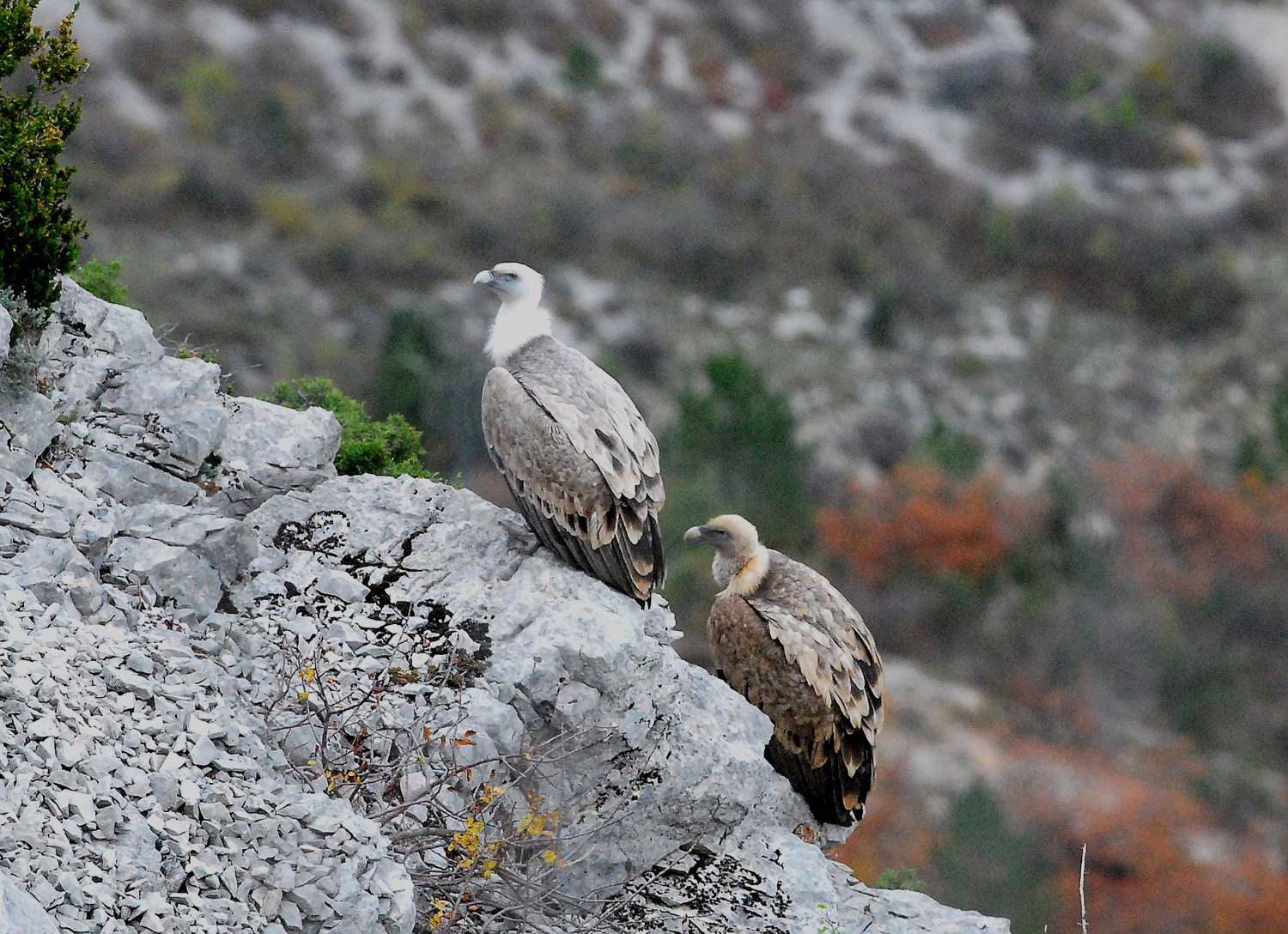 2018 D60 2 179 1 vautours fauves