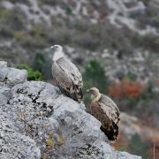 2018 D60 2 179 1 vautours fauves