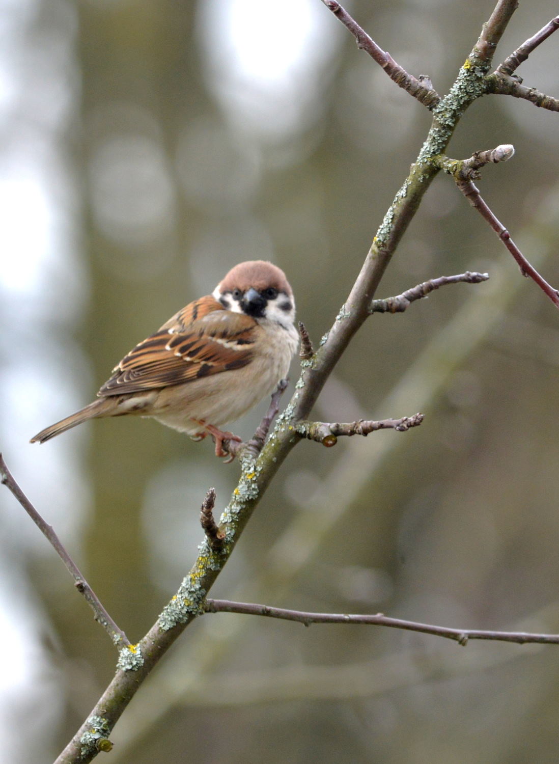 2018 D610 1 253 1 moineau