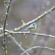 2018 D610 1 282 1 mésange bleue