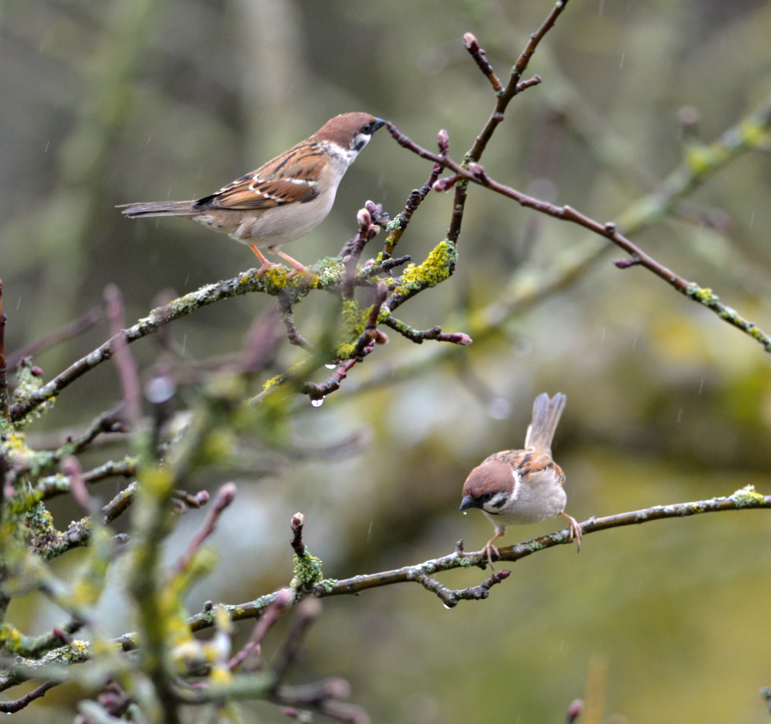 2018 D610 1 287 1 moineau