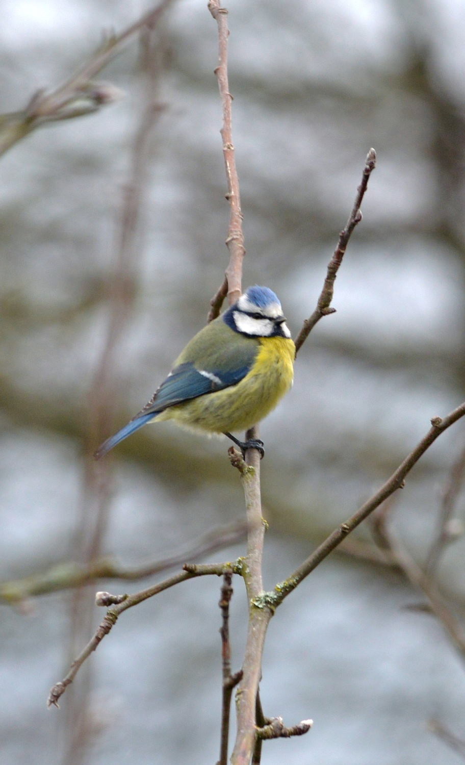 2018 D610 1 292 1 mésange bleue