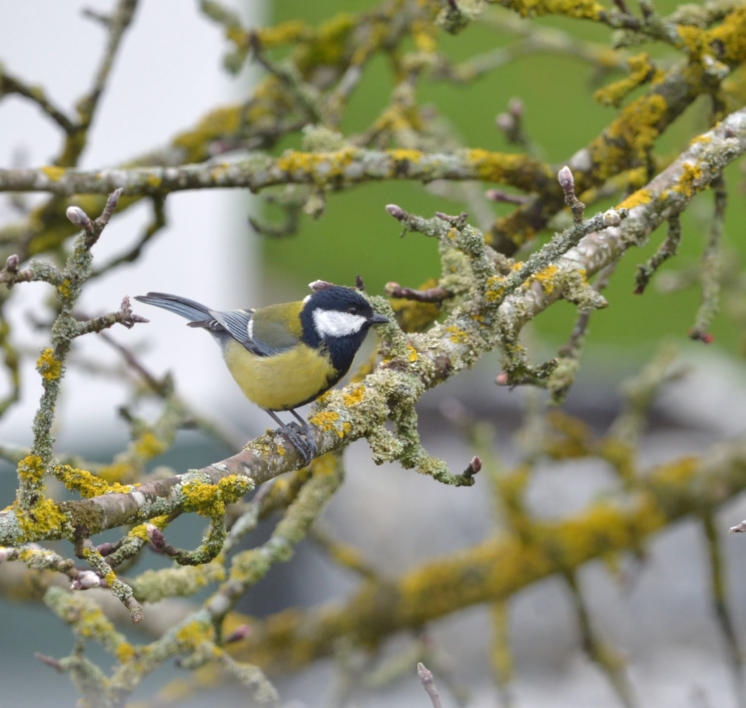 2018 D610 1 294 1 mésange charbonnière