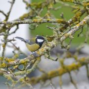 2018 D610 1 294 1 mésange charbonnière