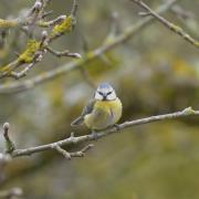 2018 D610 1 295 1 mésange bleue