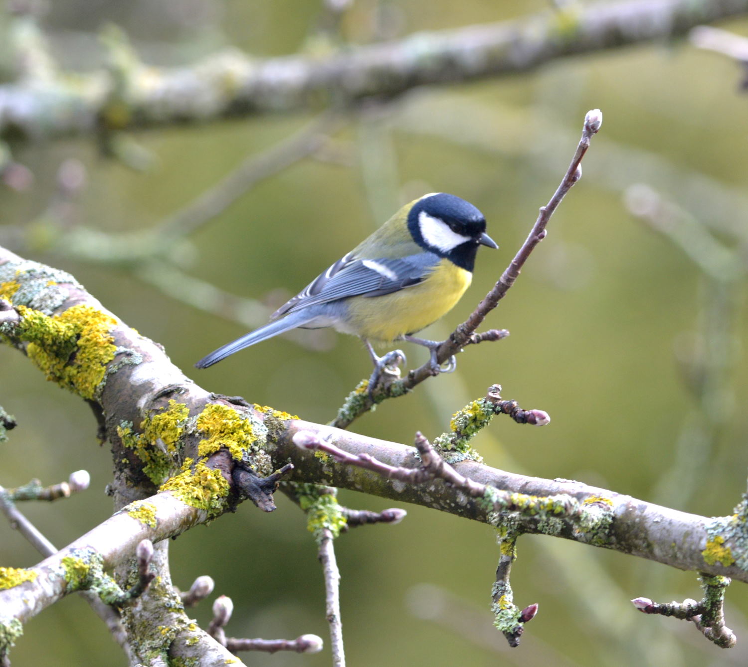 2018 D610 1 303 1 mésange charbonnière