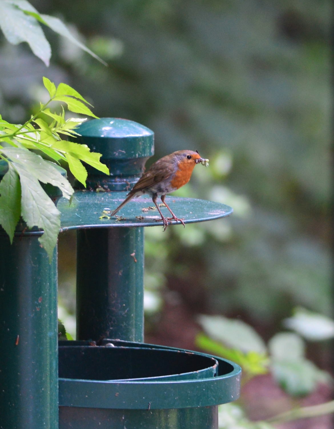 2018 D610 2 108 2 oiseau rouge-gorge