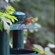 2018 D610 2 108 2 oiseau rouge-gorge