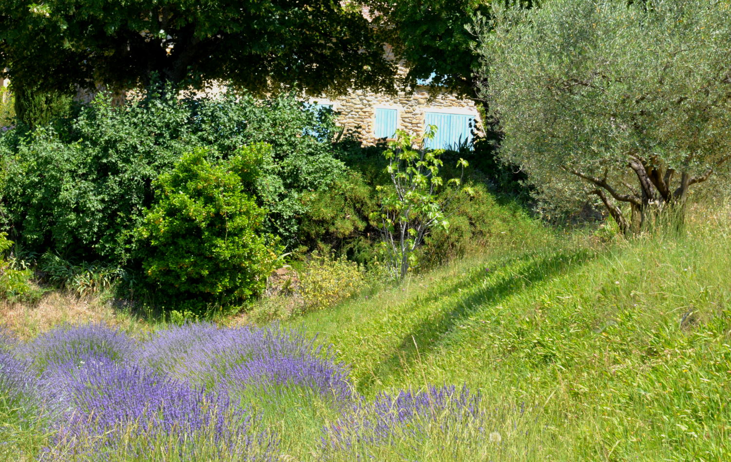 2018 D610 2 191 1 lavande