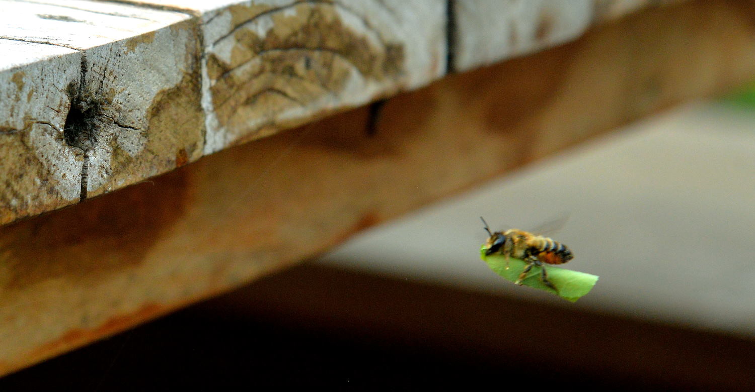2018 D610 2 449 1 abeille tapissière