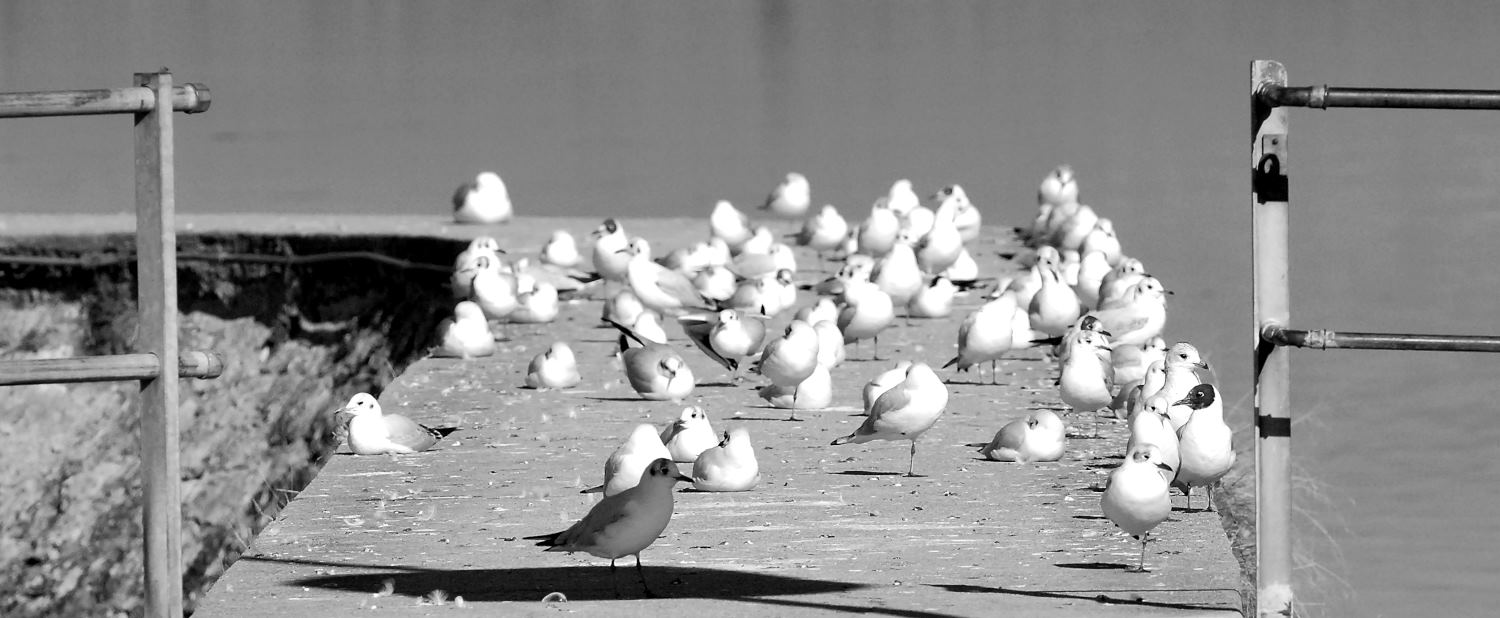 2019 D60 1_117 1 mouette