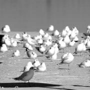 2019 D60 1_117 1 mouette