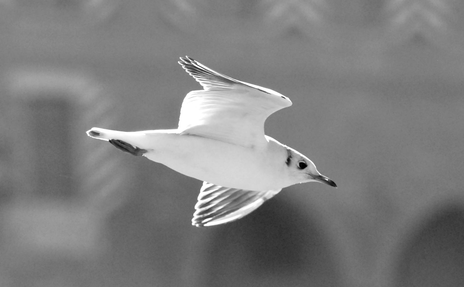 2019 D60 1_118 1 mouette