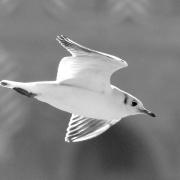 2019 D60 1_118 1 mouette