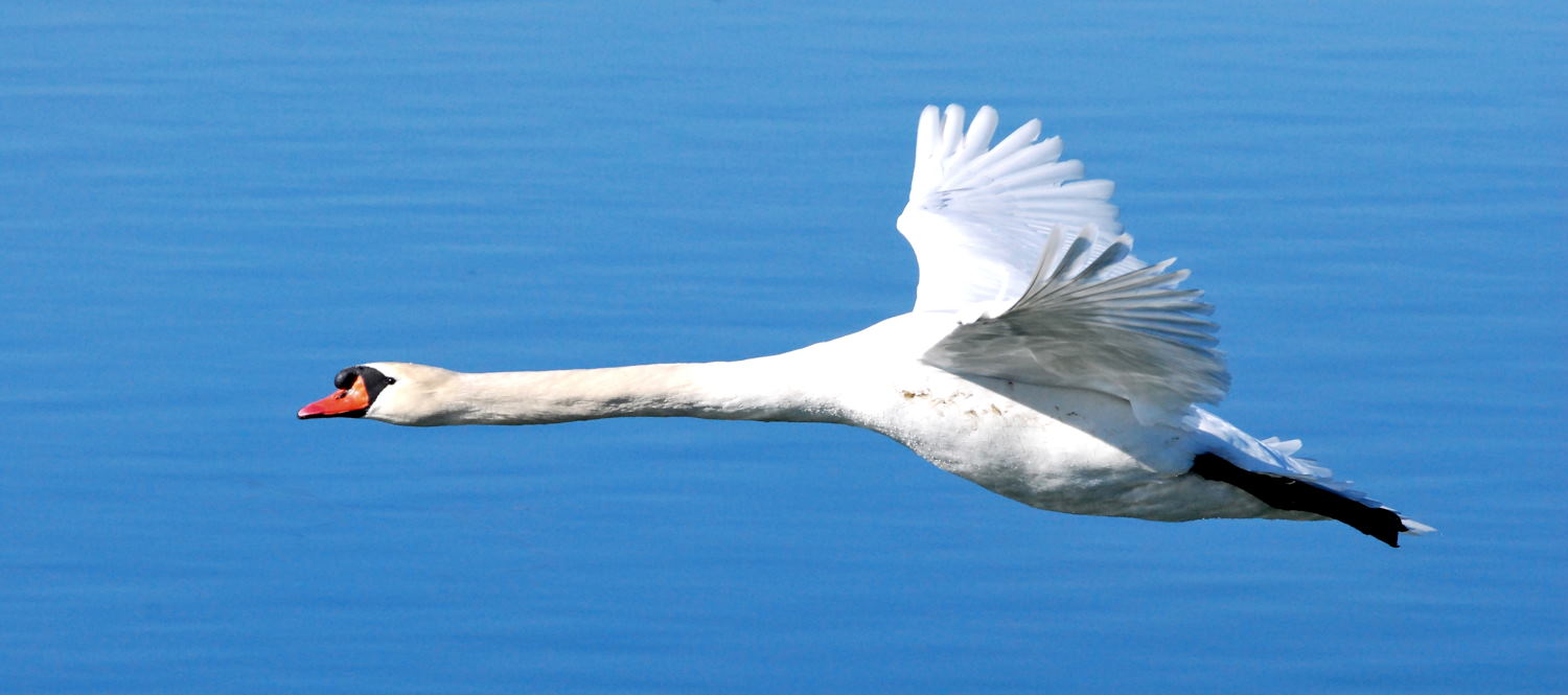 2019 D60 1_122 1 cygne