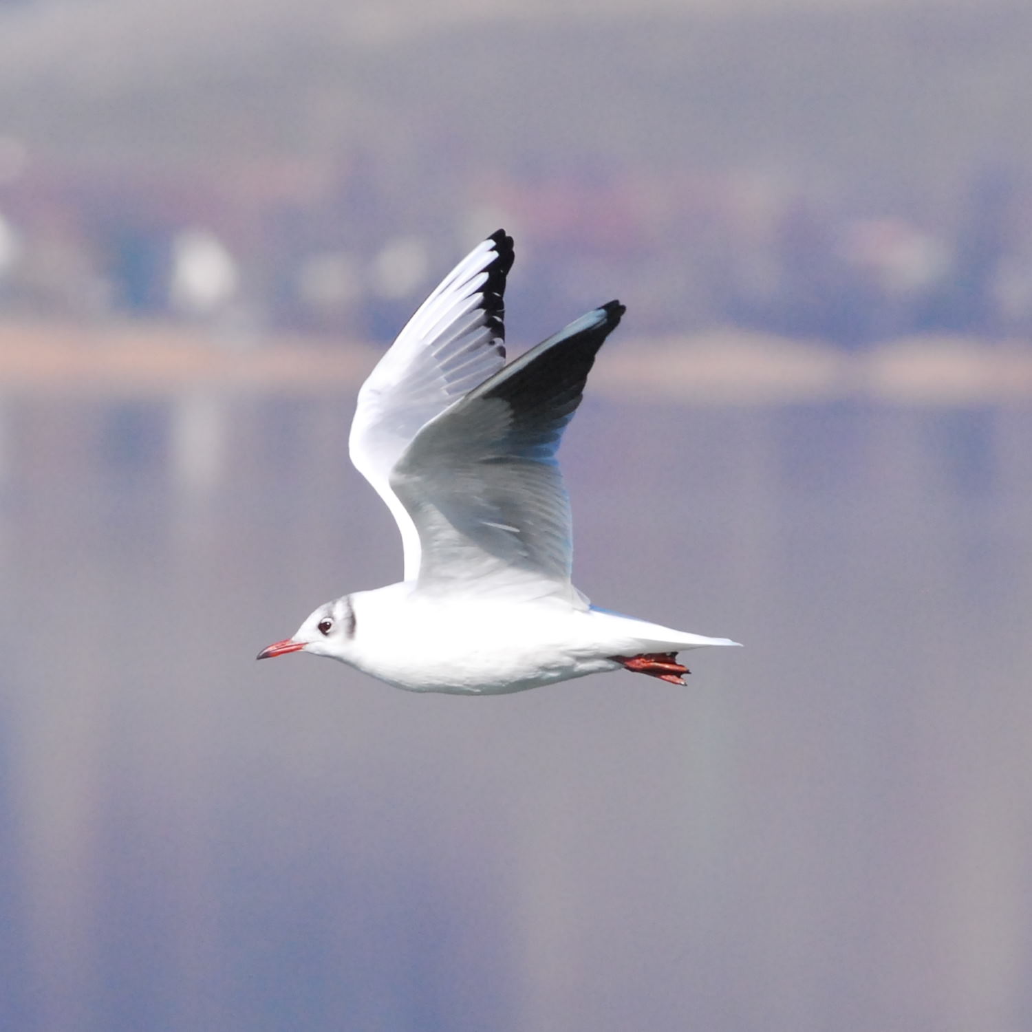 2019 D60 1_124 1 mouette