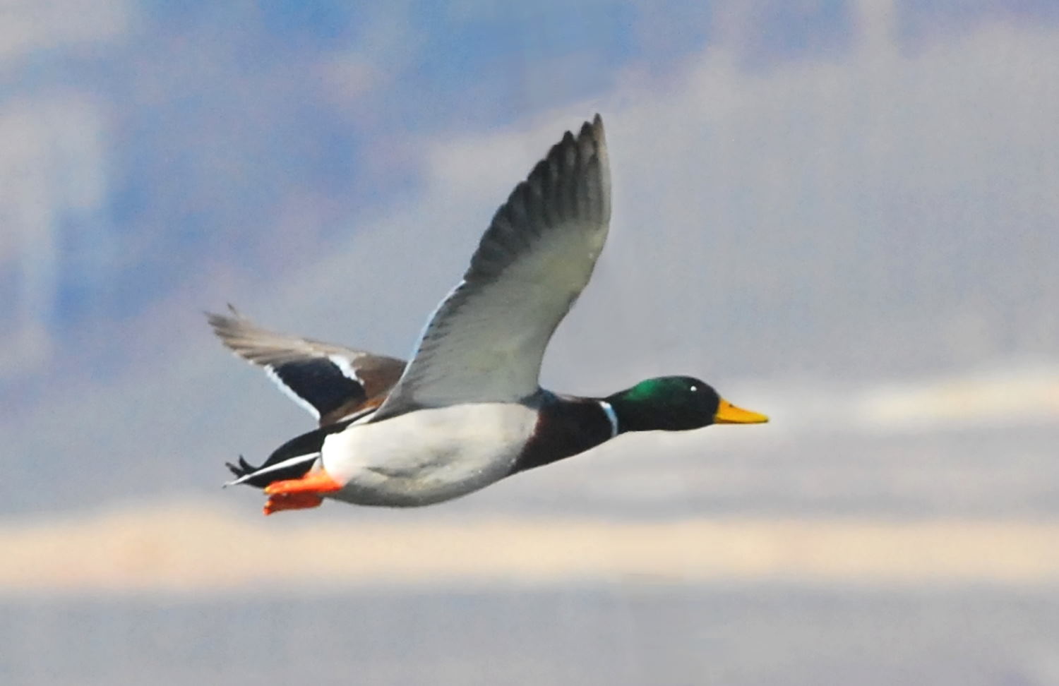 2019 D60 1_137 1 canard colvert