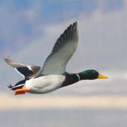 2019 D60 1_137 1 canard colvert