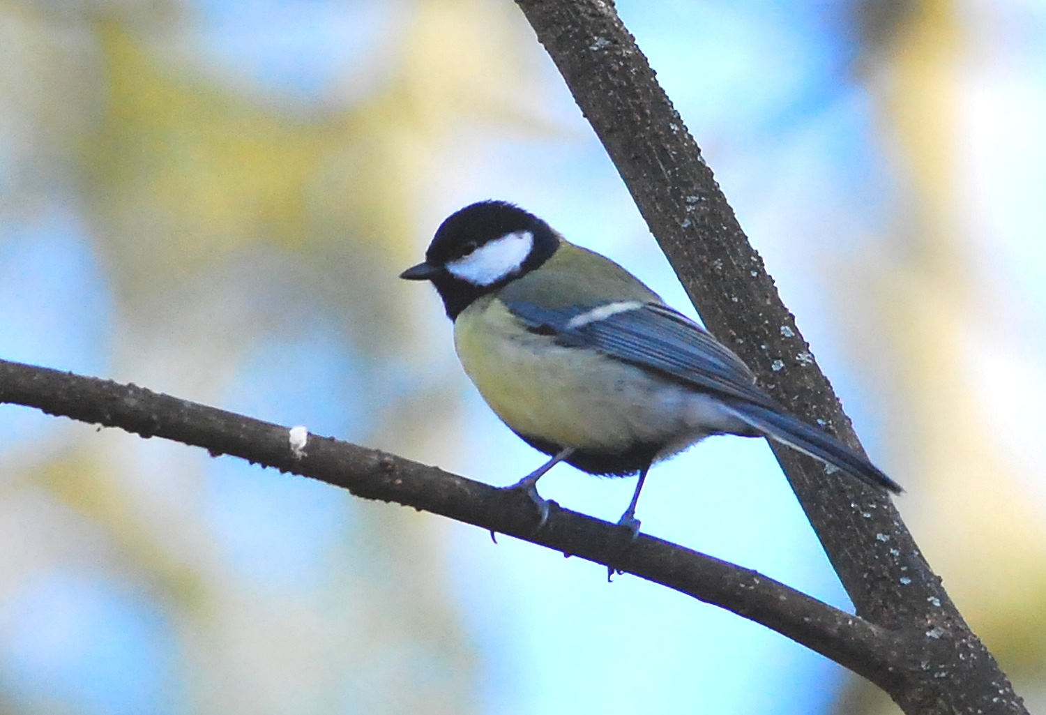 2019 D60 1_142 1 mésange charbonnière