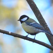 2019 D60 1_142 1 mésange charbonnière