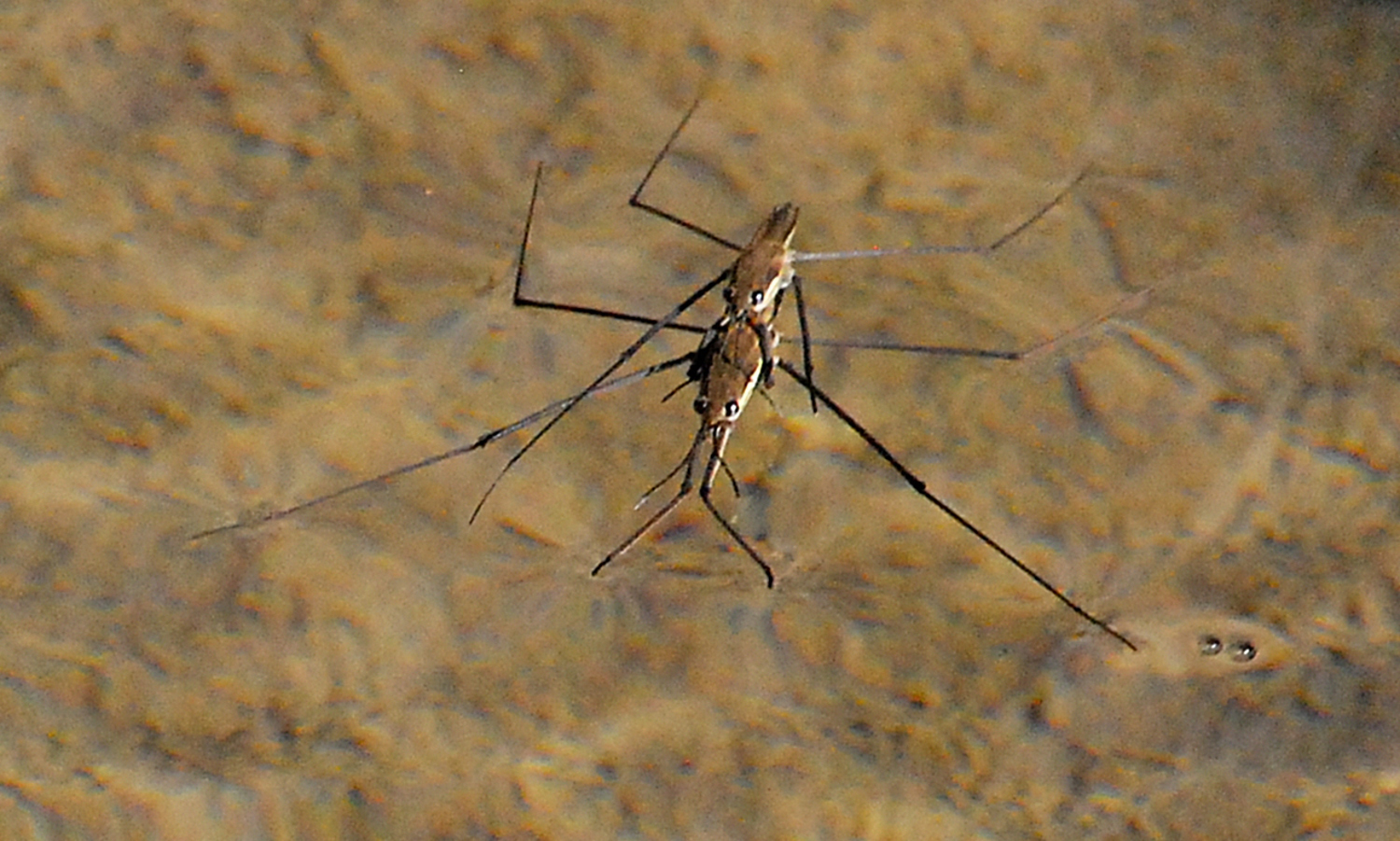 2019 D60 2_018 1 araignée d'eau patineur