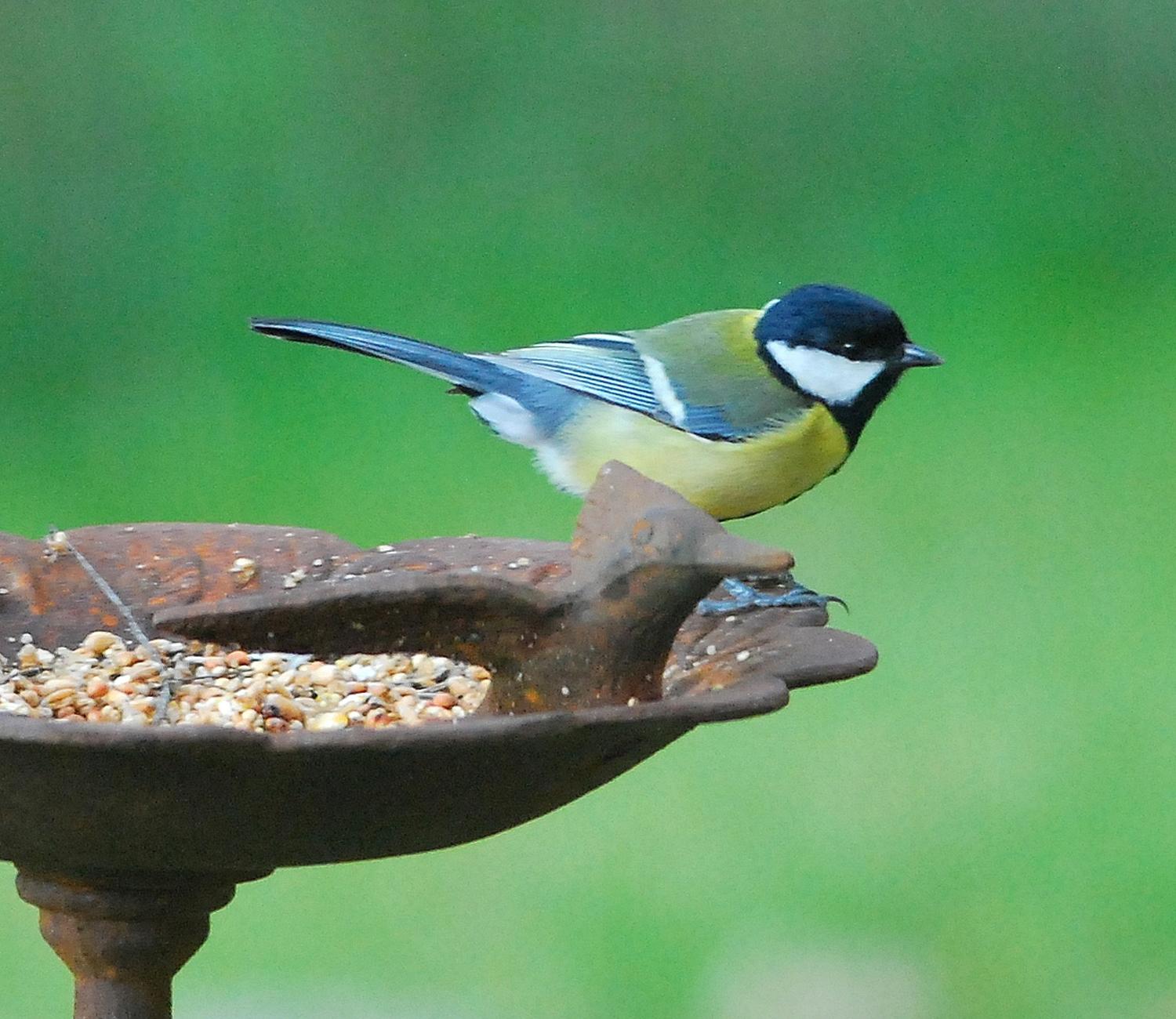 2019 D60 2_082 1 mésange charbonnière