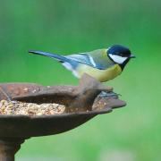 2019 D60 2_082 1 mésange charbonnière