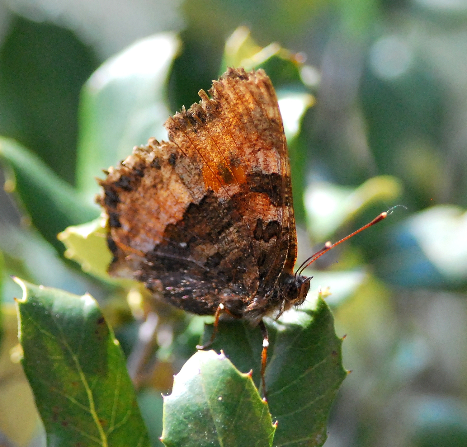 2019 D60 2_134 1 papillon xx