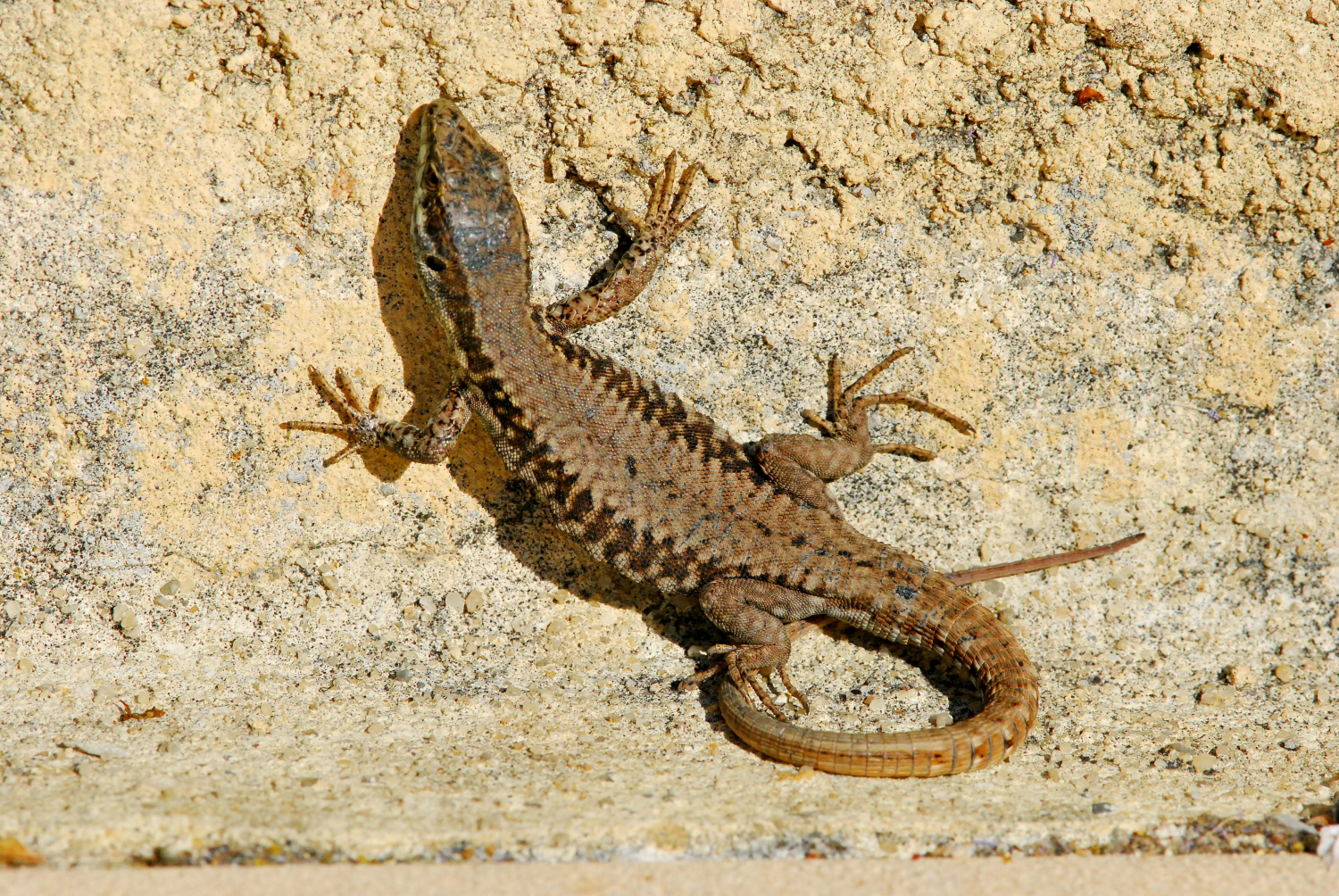 2019 D60 2_242 1 lézard