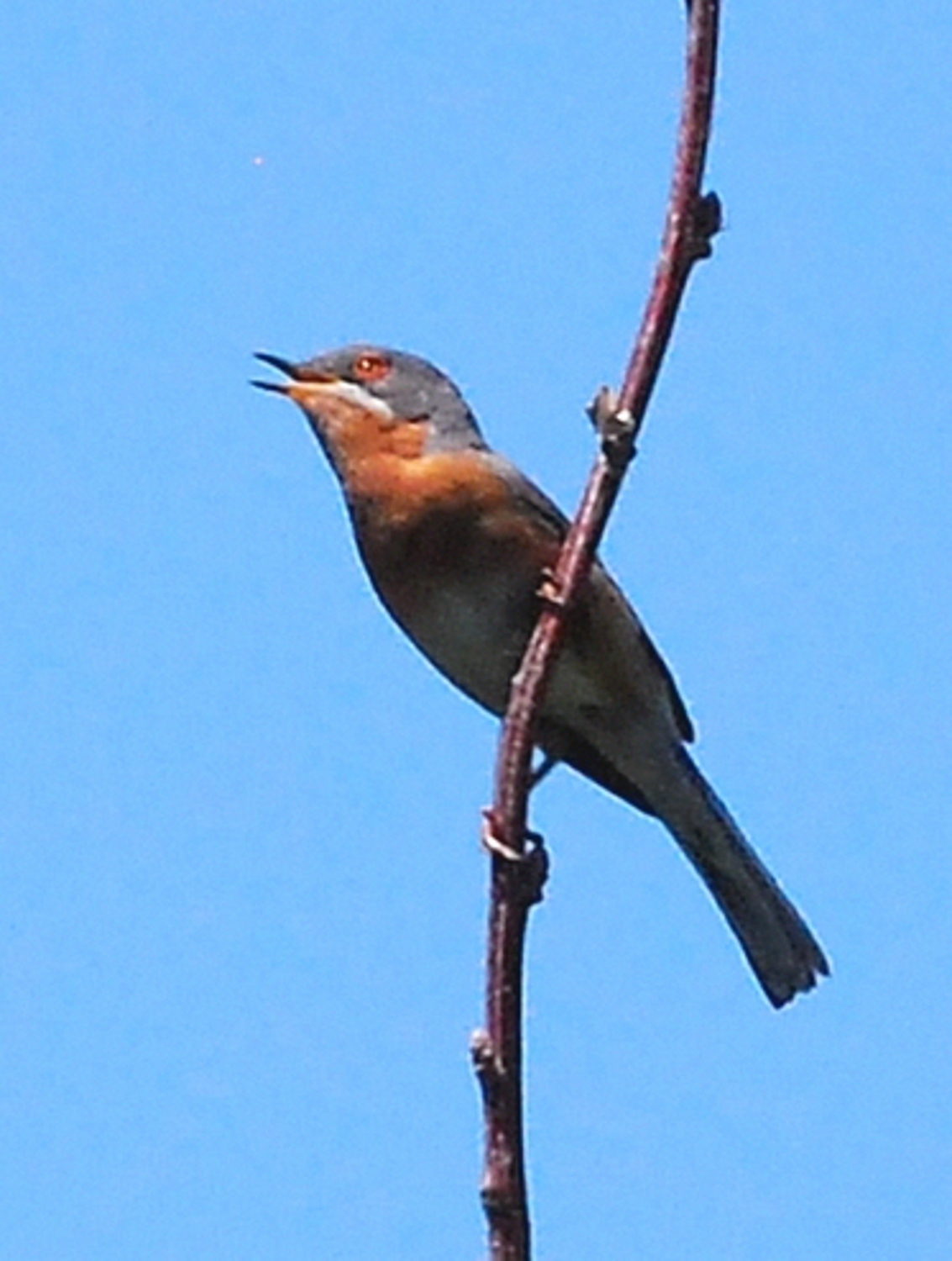 2019 D60 3_007 1 fauvette passerinette