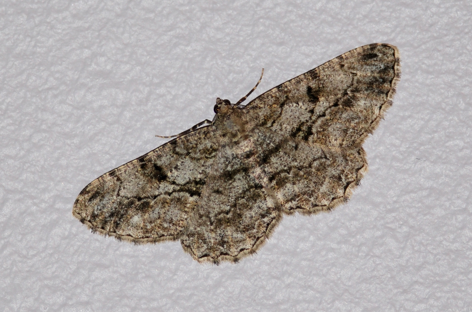 2019 D60 3_055 1 papillon de nuit xx