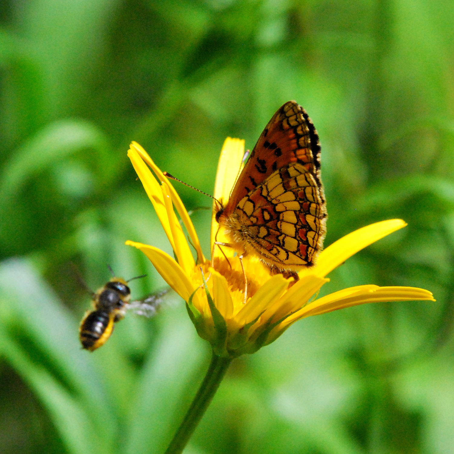 2019 D60 3_063 1 mélitée des scabieuses et abeille tapissière