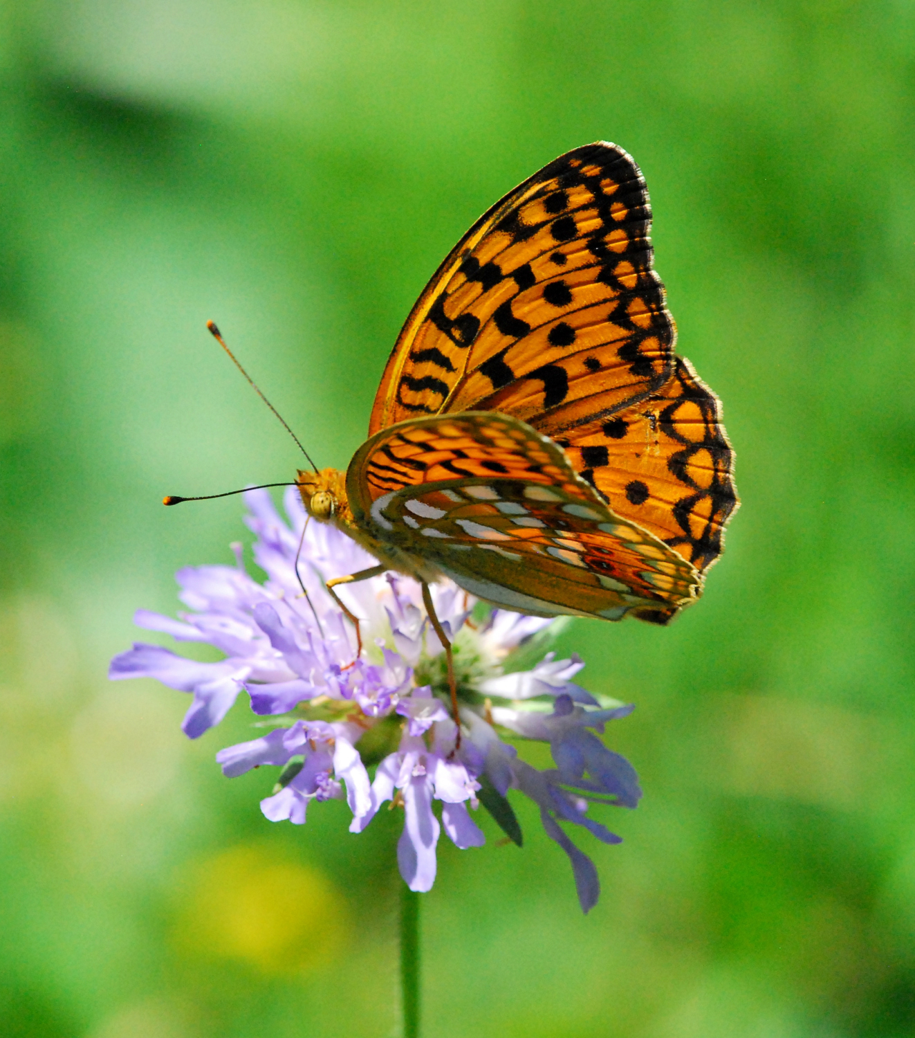 2019 D60 3_070 1 grand nacré