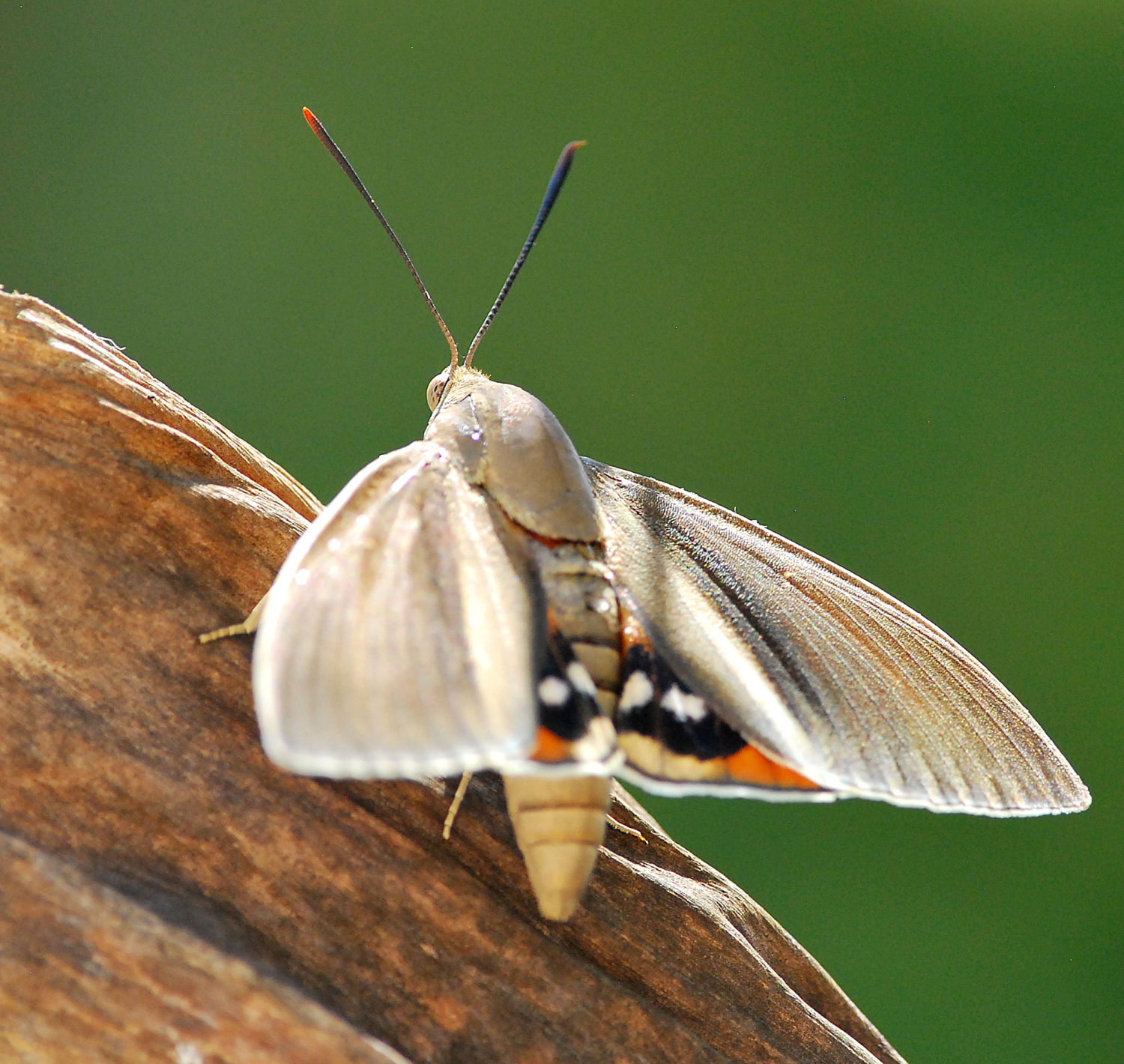 2019 D60 3_082 1 sphinx des palmiers