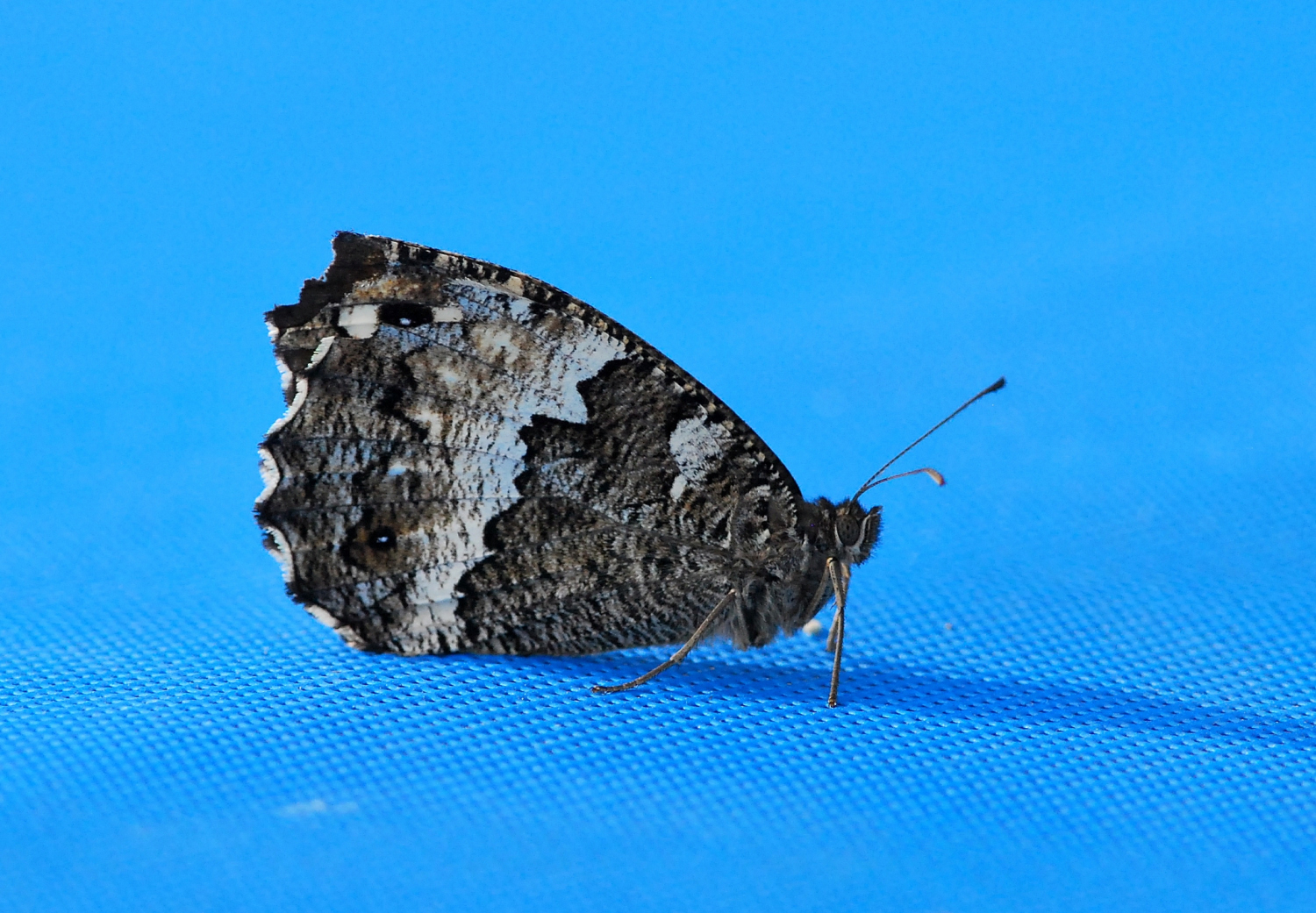2019 D60 3_095 1 sylène