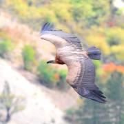 2019 D60 4_014 1 vautour fauve