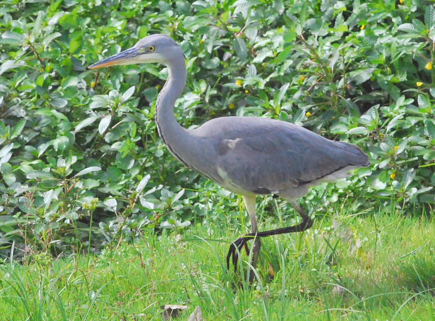 2019 D60 4_073 1 héron cendré