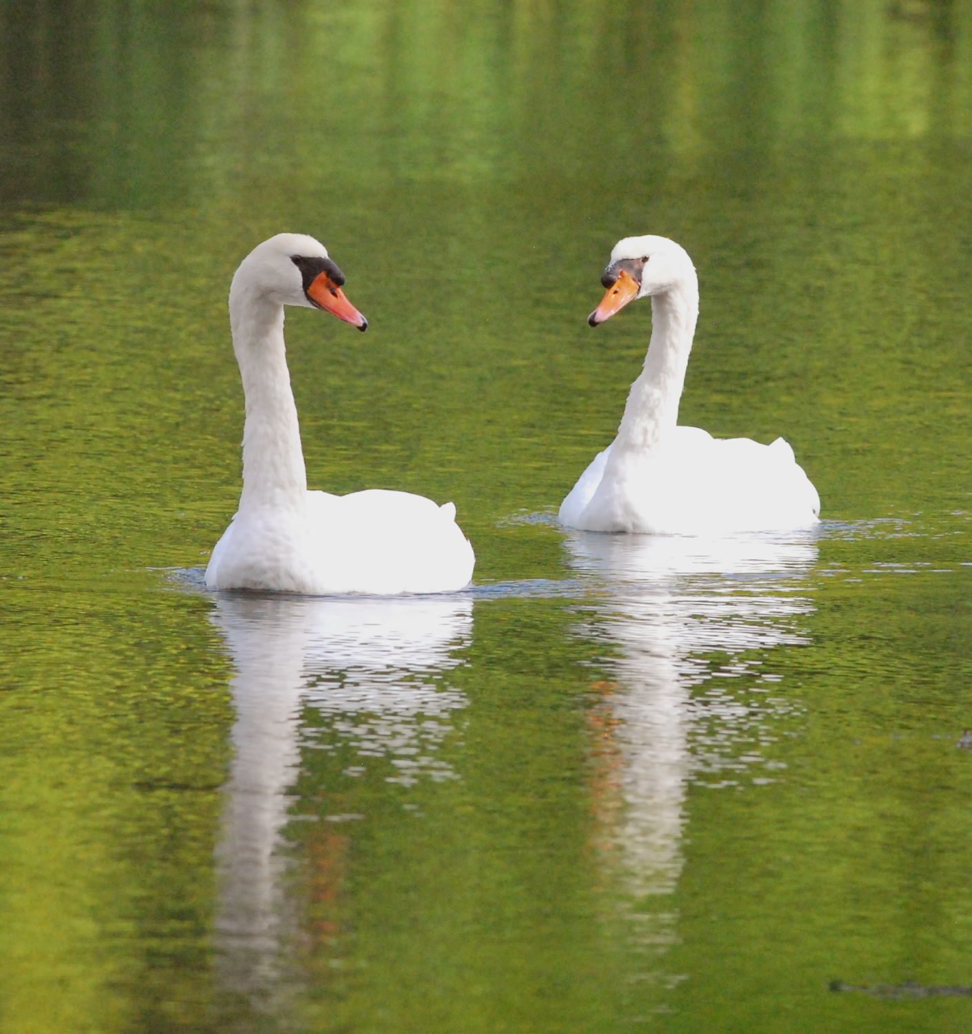 2019 D60 4_087 1 cygne tuberculé