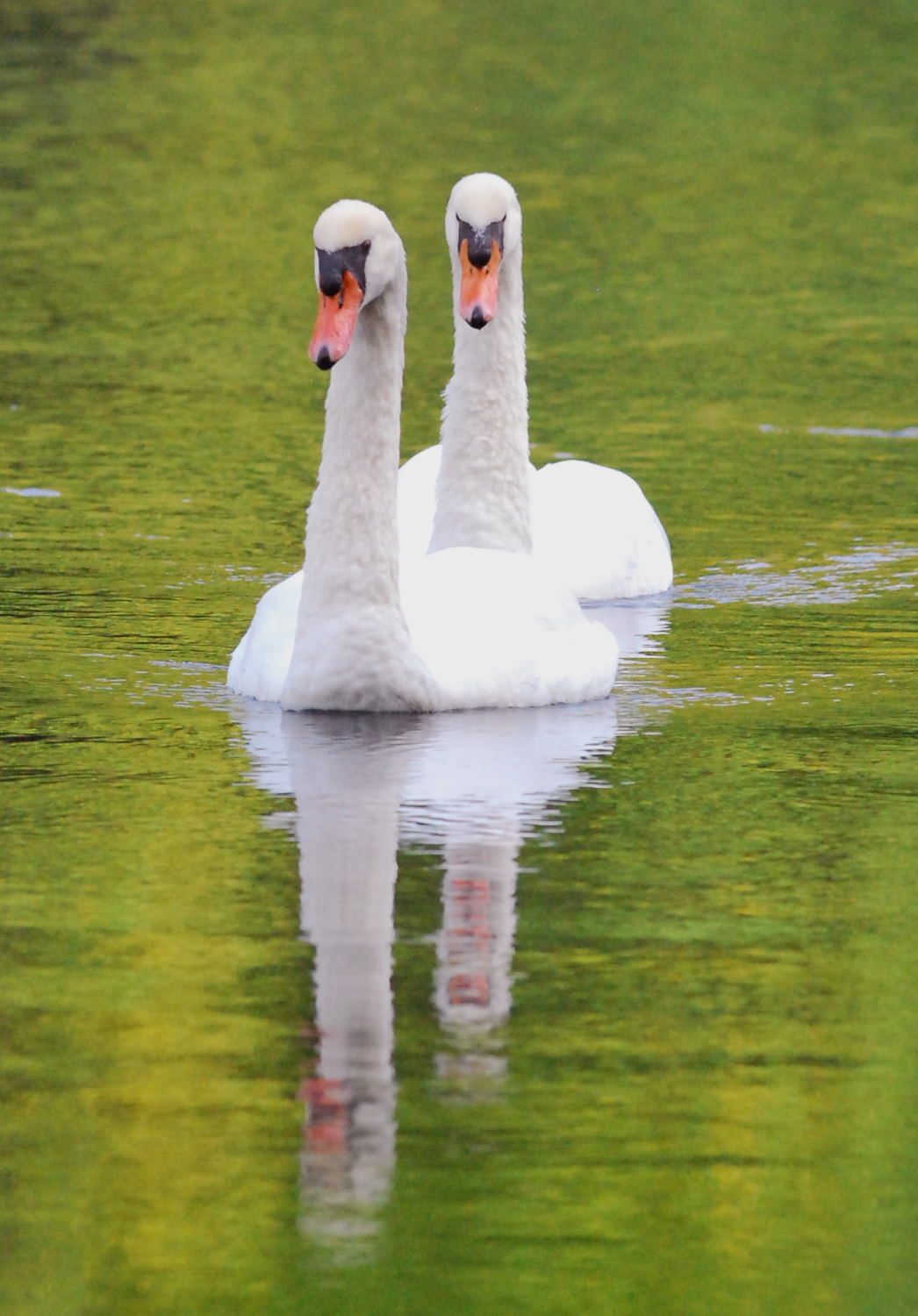 2019 D60 4_088 1 cygne tuberculé