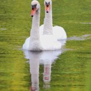 2019 D60 4_088 1 cygne tuberculé