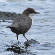 2019 D60 4_092 1 cincle plongeur