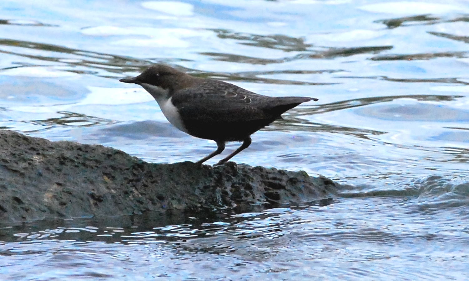 2019 D60 4_096 1 cincle plongeur