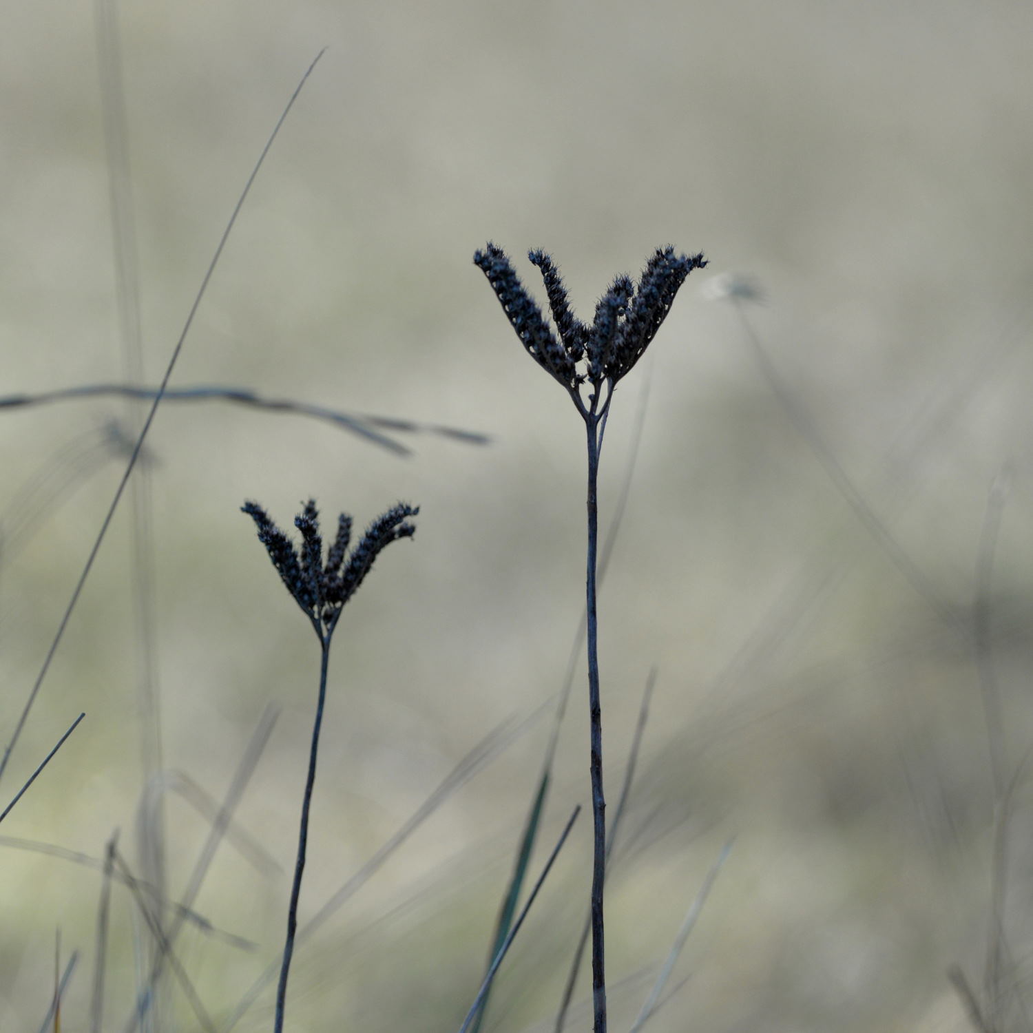 2019 D610 1_049 1