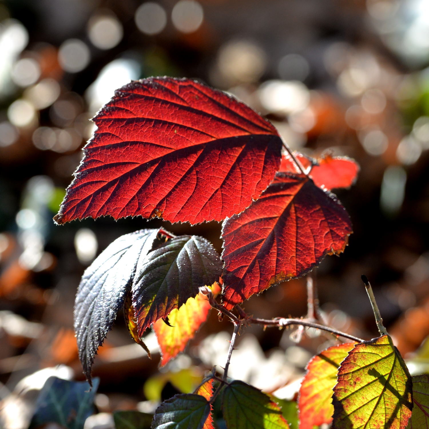 2019 D610 1_133 1