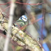 2019 D610 1_151 1 mésange bleue