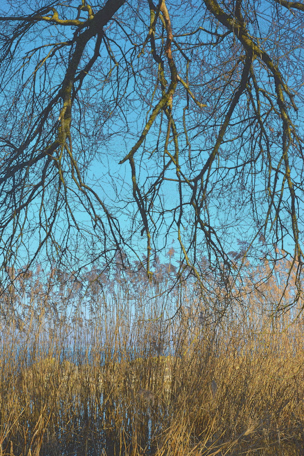 2019 D610 1_281 1 lac de Morat Suisse