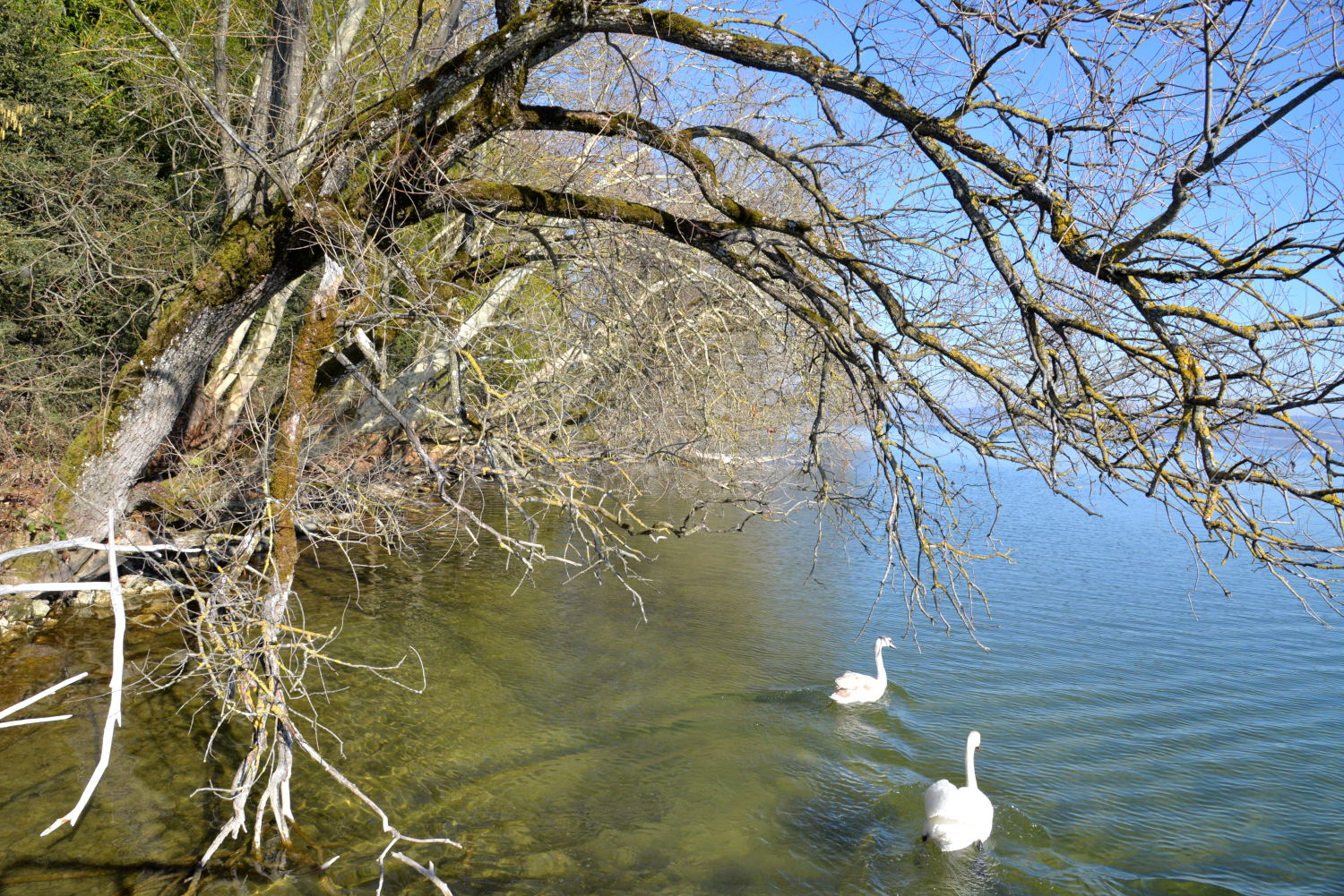 2019 D610 1_284 1 lac de Morat Suisse