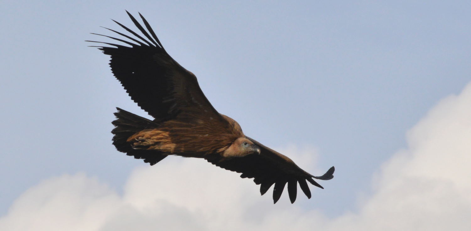 2019 D610 1_325 1 vautour fauve