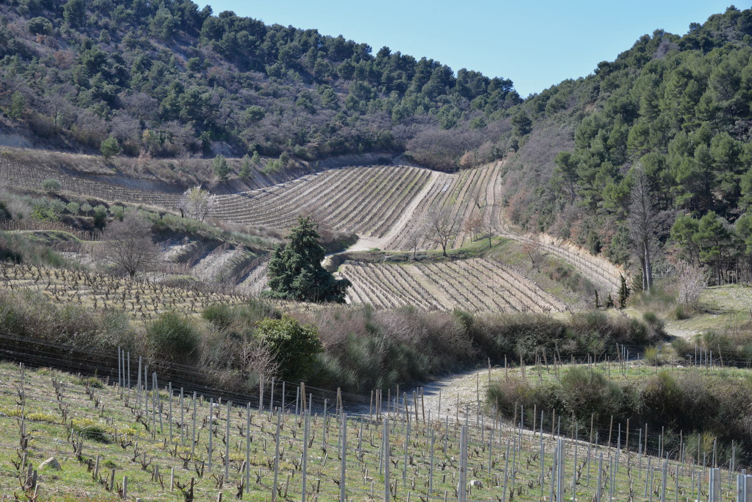 2019 D610 2_011 1 Gigondas
